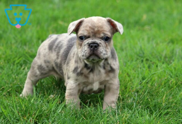 King Frenchie image