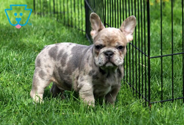 King Frenchie Retake image