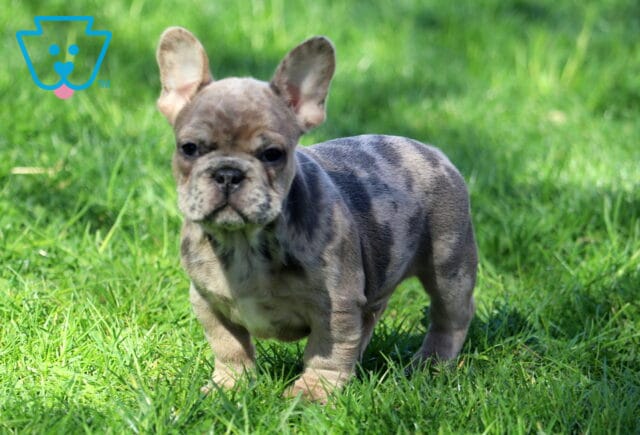 King Frenchie Retake2 image