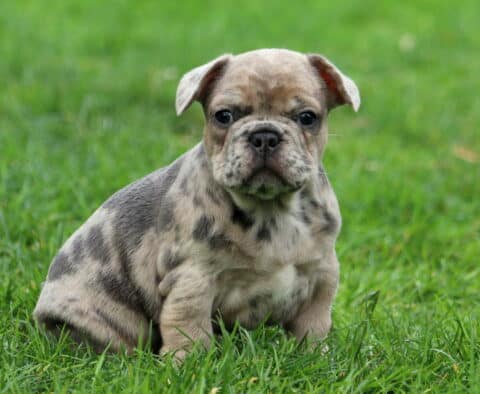 King Frenchie2