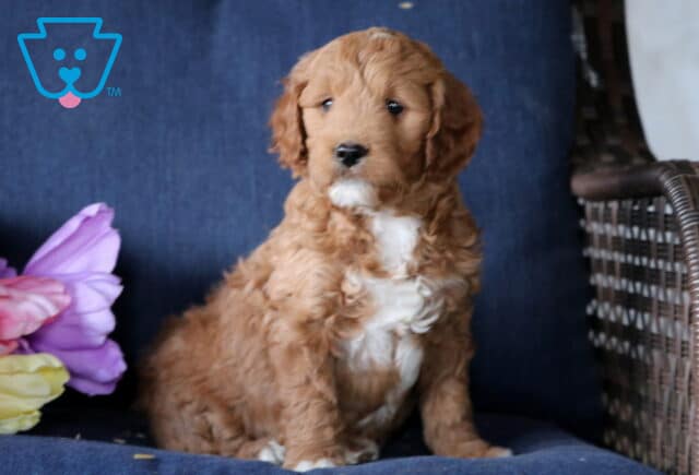 Kiwi Mini Goldendoodle image