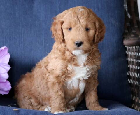 Kiwi Mini Goldendoodle2