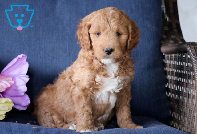 Kiwi Mini Goldendoodle2 image