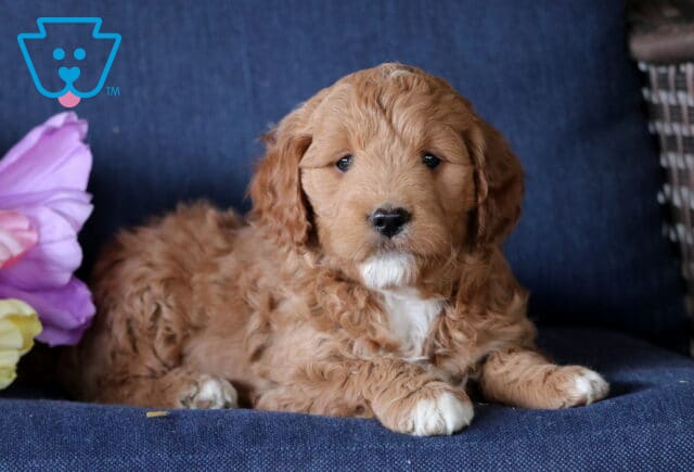 Kiwi Mini Goldendoodle3 image