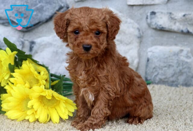 Adorable red Mini Poodle puppy sitting on a light-colored surface beside a bunch of yellow flowers, with a stone wall backdrop. image