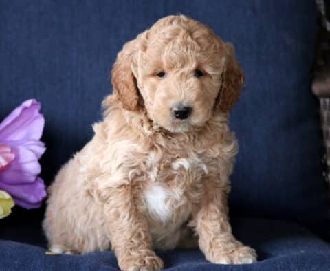 Koko Mini Goldendoodle2