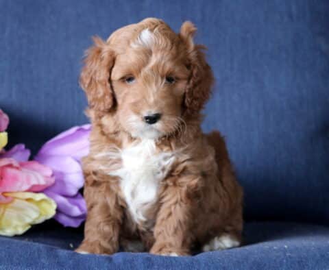 Kurt Mini Goldendoodle