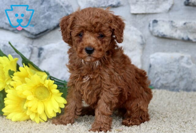 Fluffy red MIni Poodle puppy sitting alertly on a light carpet beside a bunch of yellow daisies, with a textured stone wall in the background. image