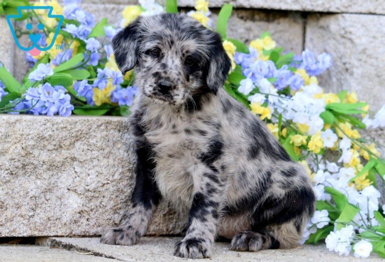 Lab Mix Puppy
