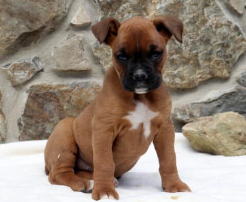 Lady Boxer