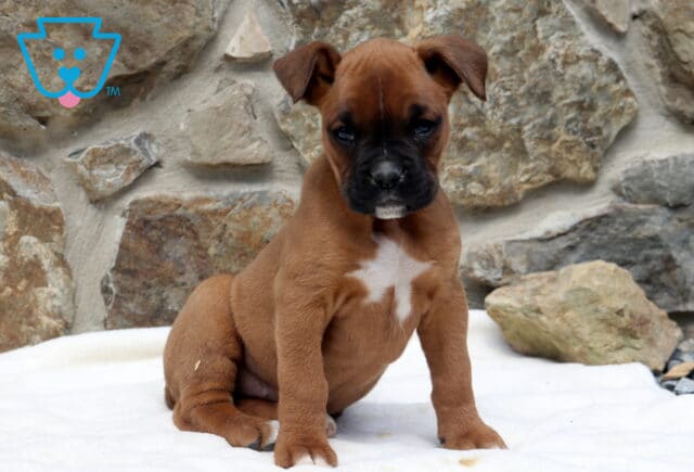 Lady Boxer image