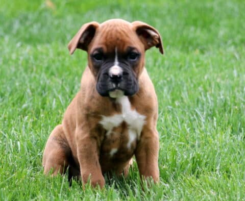 Lemmi Boxer Retake