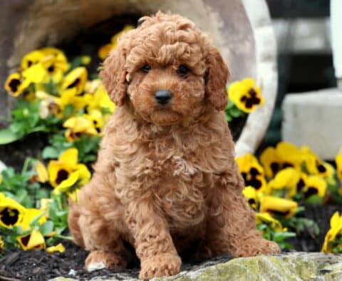 Lil Red Cavapoo