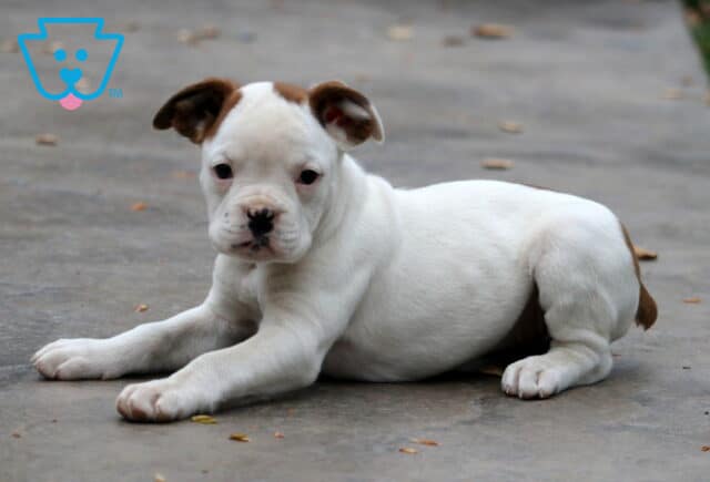Lilly Boxer Retake image