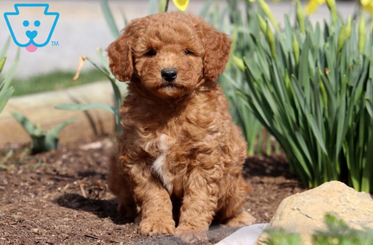 MIni Goldendoodle