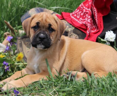 Major Boxador2