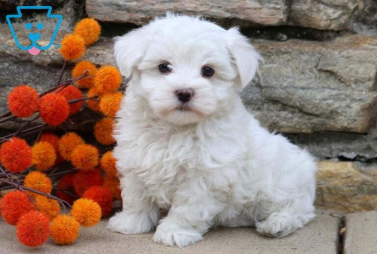 Maltese Puppy