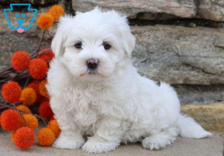 Maltese Puppy