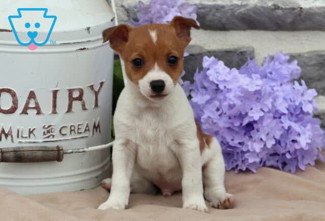 Marty Jack Russell image