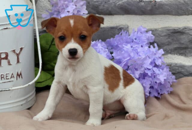 Marty Jack Russell2 image