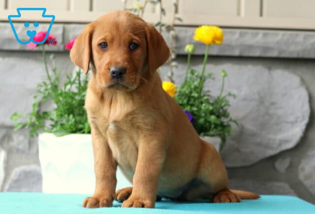 Maxy Lab image