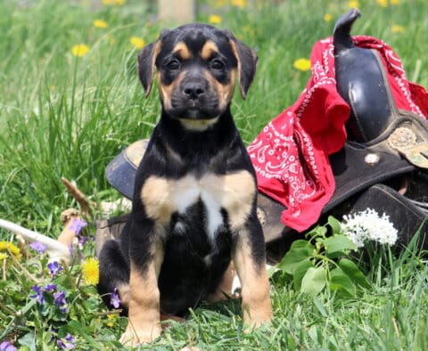 Meadow Boxador