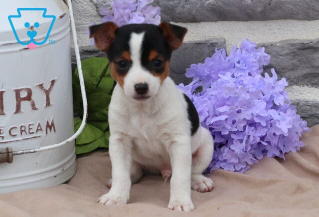 Mickey Jack Russell image