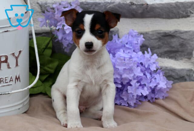 Mickey Jack Russell2 image