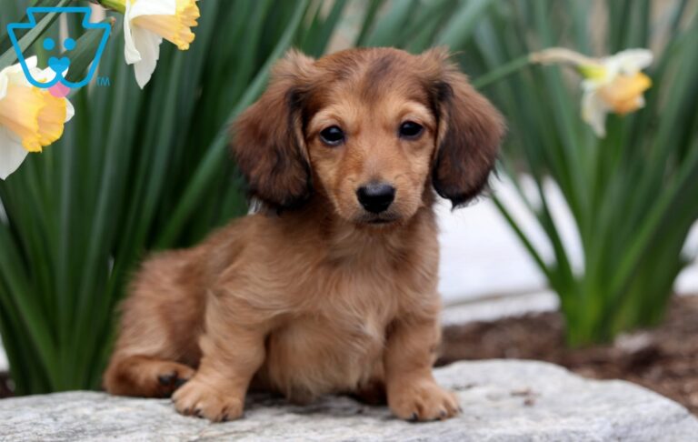 Mini Dachshund Puppy