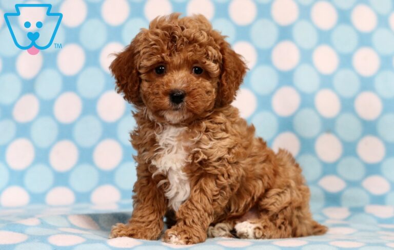 MIni Poodle Puppy