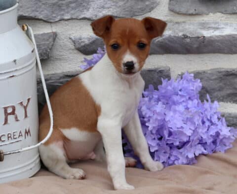 Moose Jack Russell2