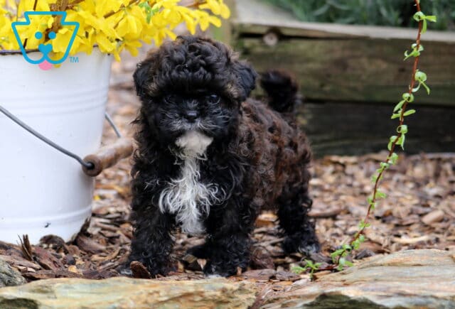 Nala Shihpoo-001 image