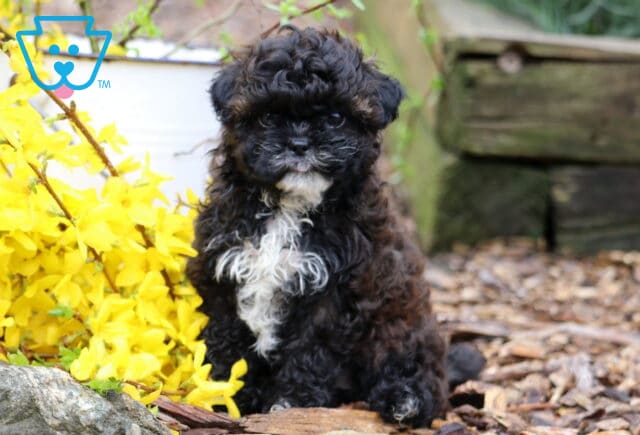Nala Shihpoo2 image