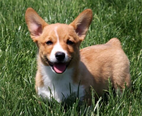 Penelope Welsh Corgi Retake