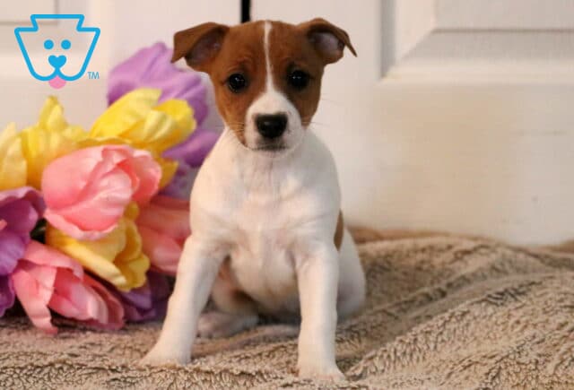 Penny Jack Russell image