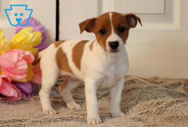 Penny Jack Russell2 image
