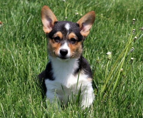 Porsha Welsh Corgi Retake