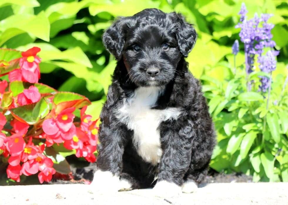 Portuguese Water Dog