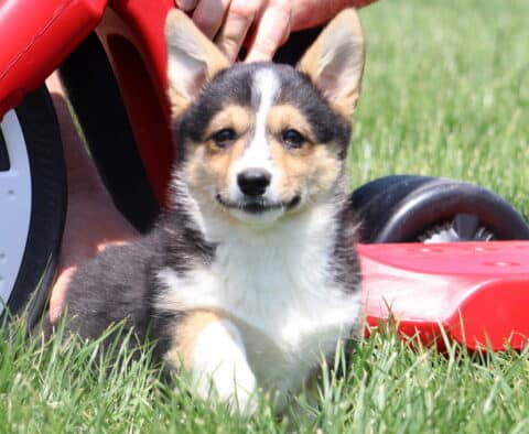 Pretty Welsh Corgi Retake