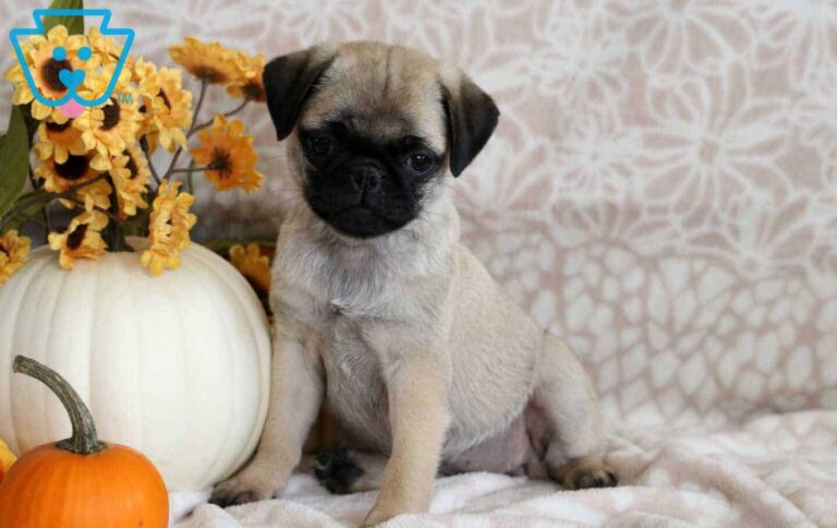 Pug puppy