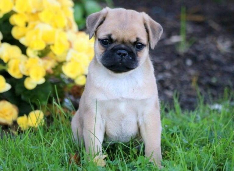 Pug Puppy