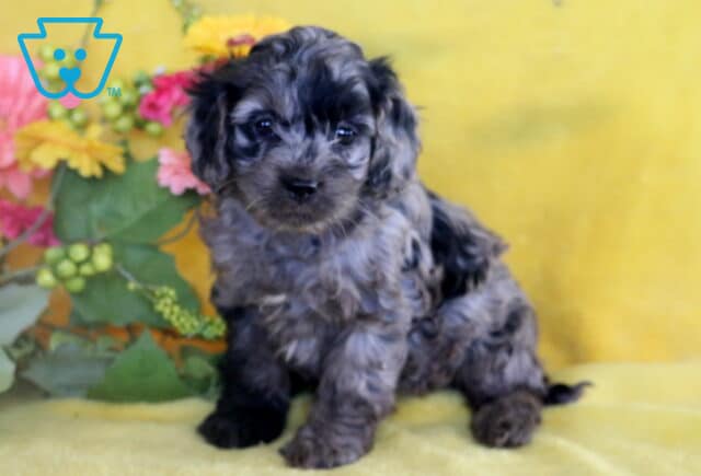 Merle Cockapoo puppy with curly fur and dark markings sitting on a yellow blanket, posed in front of a backdrop of colorful flowers and green leaves. image