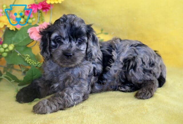 Curly-haired merle Cockapoo puppy lying on a yellow blanket, surrounded by artificial greenery and pink and yellow flowers in the background. image