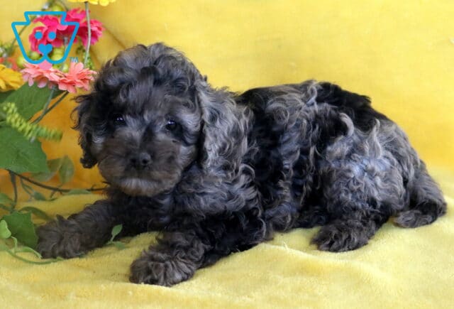 Dark merle Cockapoo puppy with soft, curly fur lying on a yellow blanket beside greenery and pink flowers. image