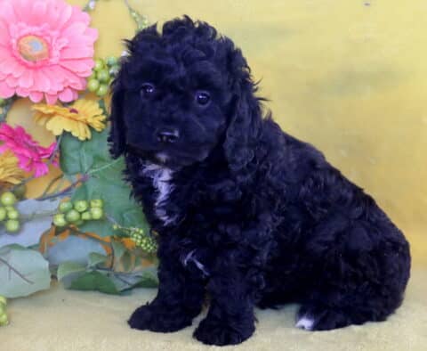 Black Cockapoo puppy with a white chest patch sitting against a yellow background, surrounded by bright pink and yellow artificial flowers and greenery.