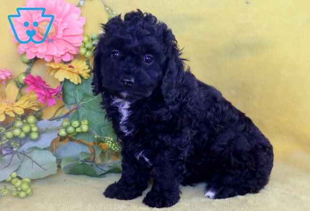 Black Cockapoo puppy with a white chest patch sitting against a yellow background, surrounded by bright pink and yellow artificial flowers and greenery. image