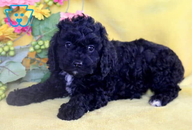 Black Cockapoo puppy with a small white patch on its chest lying on a yellow blanket in front of colorful artificial flowers and green leaves. image