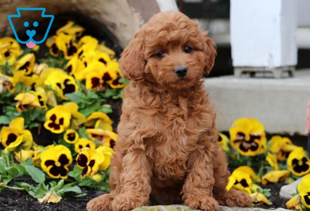 Sharon Cavapoo image