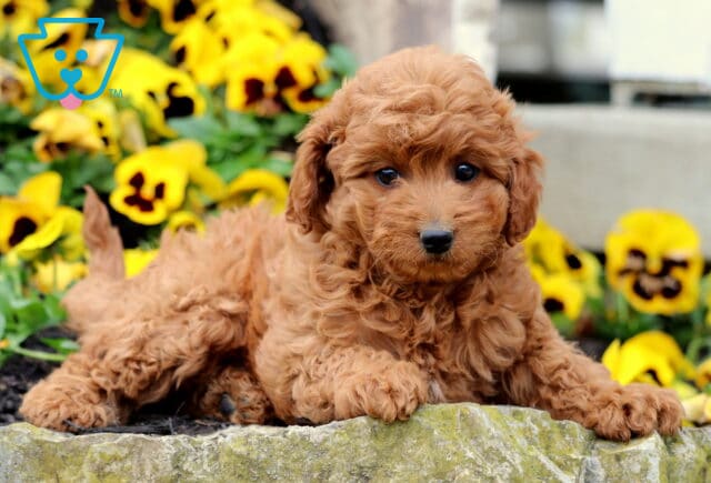Sharon Cavapoo2 image