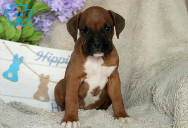 Stewie Boxer2 image